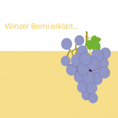 Winzer Berni erklärt